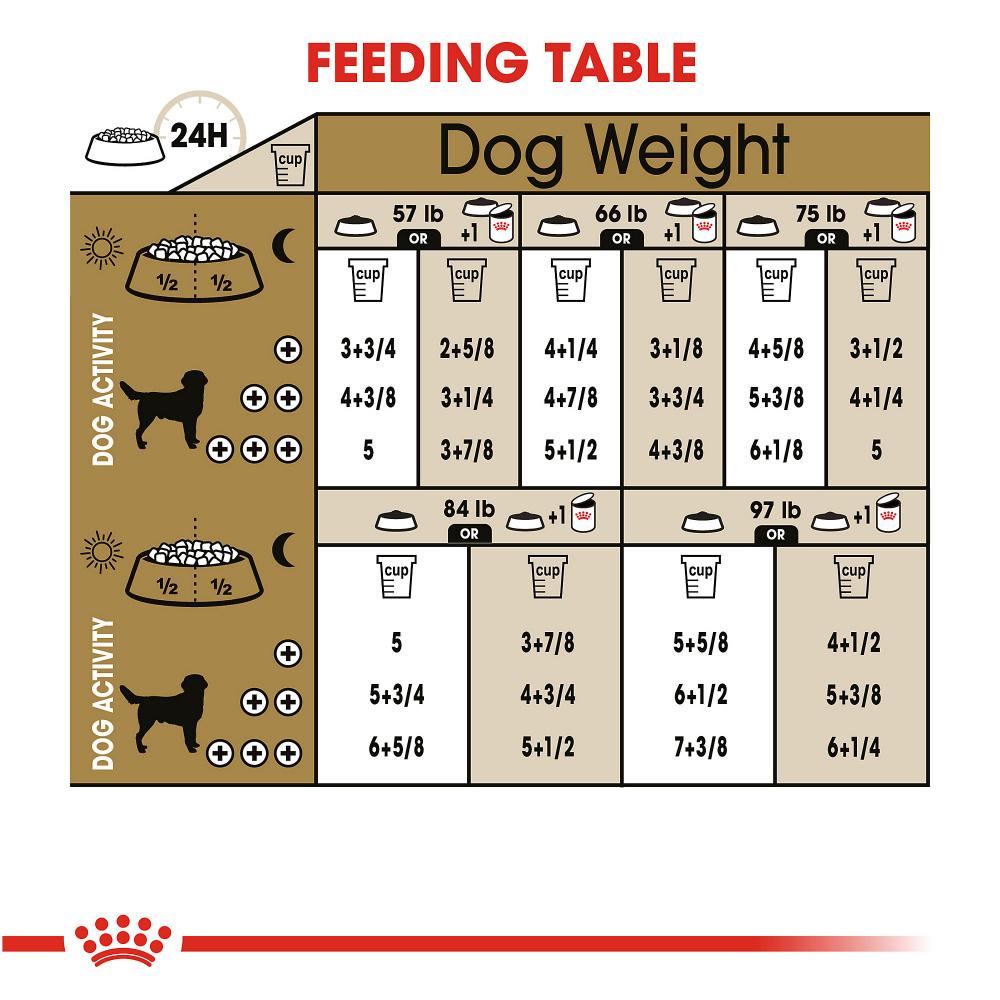 Labrador puppy food menu hotsell