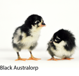Privett Hatchery Black Australorp Chicks