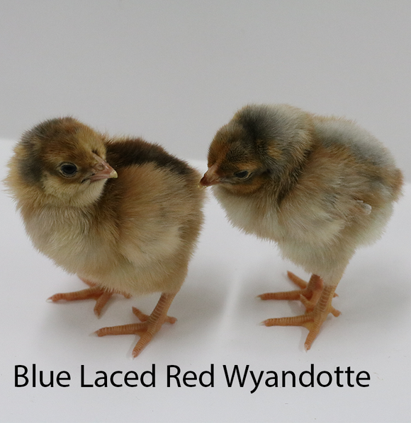 Privett Hatchery Blue Laced Red Wyandotte Chicks