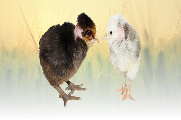 Privett Hatchery Turken Chicks (Turken)