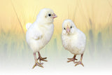 Privett Hatchery White Plymouth Rock Chicks (White Plymouth Rock)