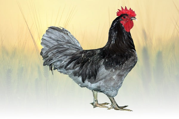 NEW JERSEY GIANT BLUE SPLASH OR BLACK 100%PURE TYPE ( 12 ) HATCHING EGGS  FROM NJ