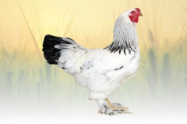 Light Brahma Chicken