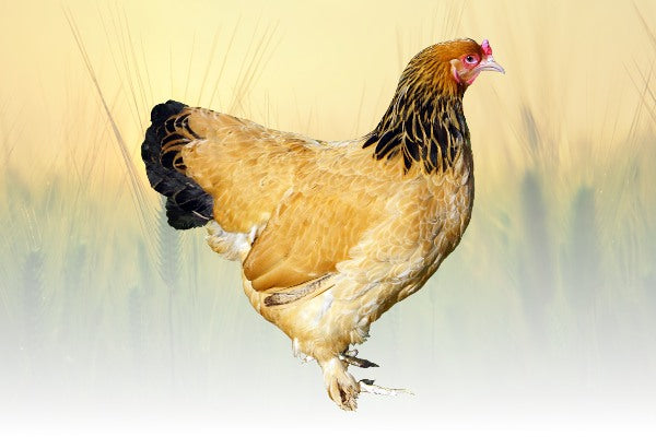 Foto de Buff Brahma Chicken Hen do Stock