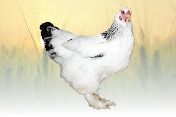 Light Brahma Chicken