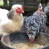 Scratch and Peck Feeds Organic Layer Feed 18% Protein + Corn For Chickens & Ducks