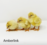 Hoover's Hatchery Amberlink Chicks