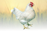 Hoover's Hatchery Amberlink Chicks