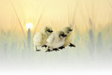 Hoover's Hatchery Assorted Silkies Chicks