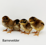 Hoover's Hatchery Barnevelder Chicks