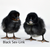 Hoover's Hatchery Black Sex Link Chicks
