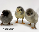 Hoover's Hatchery Blue Andalusian Chicks