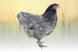 Hoover's Hatchery Blue Australorp Chicks