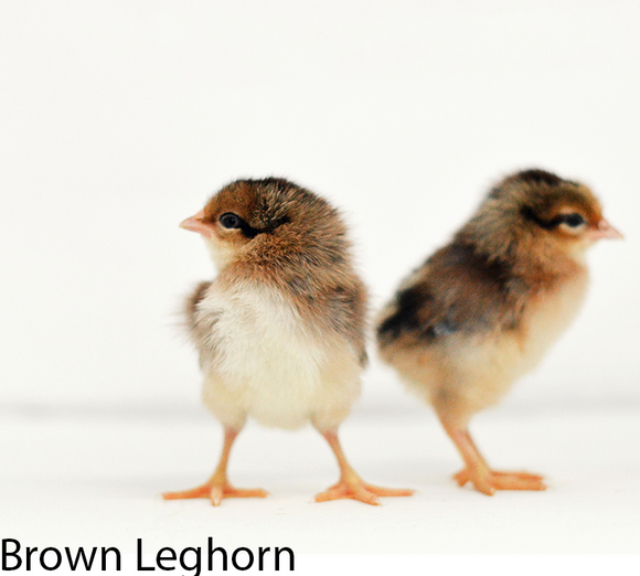 Hoover's Hatchery Brown Leghorn Chicks