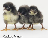 Hoover's Hatchery Cuckoo Maran Chicks
