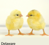 Hoover's Hatchery Delaware Chicks