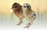 Hoover's Hatchery Easter Egger Chicks