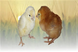 Hoover's Hatchery Golden Sex Link Chicks