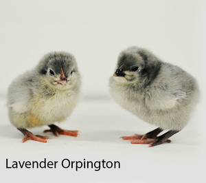 Hoover's Hatchery Lavender Orpington Chicks