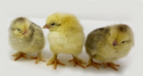 Hoover's Hatchery Light Brahma Chicks