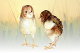 Hoover's Hatchery Russian Orloff Chicks