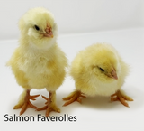 Hoover's Hatchery Salmon Faverolle Chicks