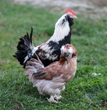 Hoover's Hatchery Salmon Faverolle Chicks