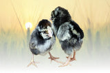 Hoover's Hatchery Silver Laced Wyandotte Chicks