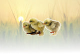 Hoover's Hatchery Standard Assorted Cochins Chicks