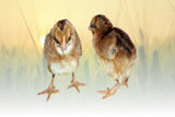 Hoover's Hatchery Welsummer Chicks