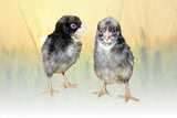 Hoover's Hatchery California Grey Chicks