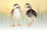Hoover's Hatchery Silver Leghorn Chicks