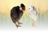 Hoover's Hatchery Turken Chicks