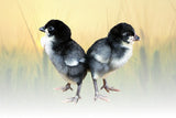Hoover's Hatchery White Faced Black Spanish Chicks