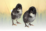 Hoover's Hatchery Black Maran Sex Link Chicks