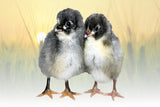 Hoover's Hatchery Blue Cuckoo Maran Chicks