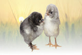 Hoover's Hatchery Blue Plymouth Tint Chicks