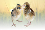 Hoover's Hatchery Crele Penedesenca Chicks