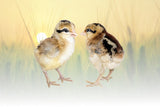 Hoover's Hatchery Golden Phoenix Chicks