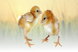 Hoover's Hatchery Red Shoulder Yokohama Chicks