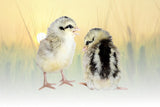 Hoover's Hatchery Silver Phoenix Chicks