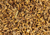 Scratch and Peck Feeds Cluckin’ Good Organic 3-Grain Scratch