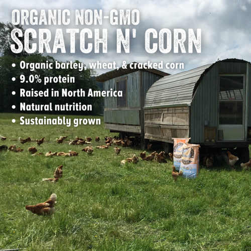 Scratch and Peck Feeds Cluckin’ Good Organic Scratch n’ Corn