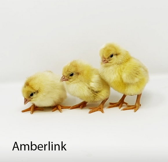 Privett Hatchery Amberlink Chicks