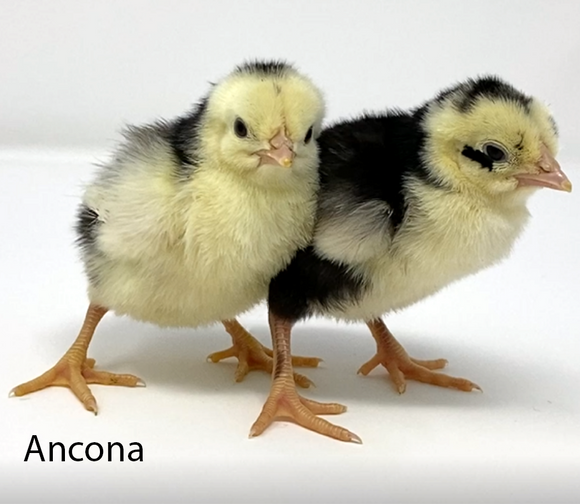Privett Hatchery Ancona Chicks