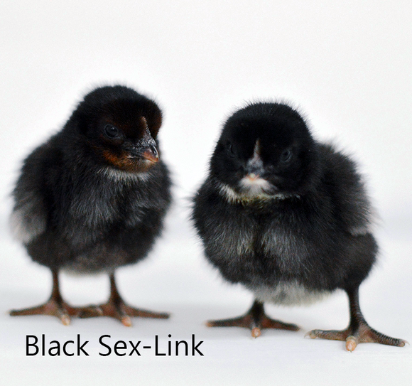 Privett Hatchery Black Sex Link Chicks