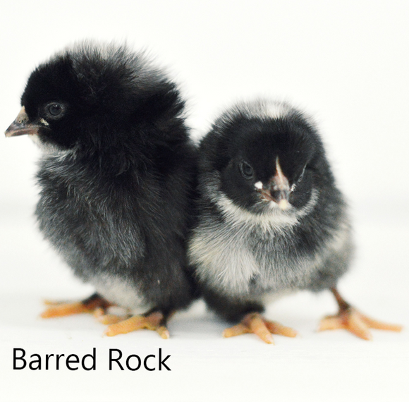 Privett Hatchery Barred Rock Chicks