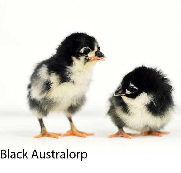 Privett Hatchery Black Australorp Chicks