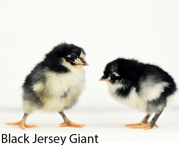 Privett Hatchery Jersey Black Giants Chicks