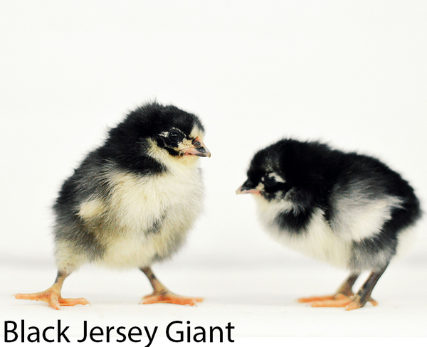 Privett Hatchery Jersey Blue Giants Chicks